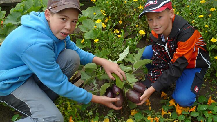 Mit Stolz ernten die beiden Buben in Neubrunn hier Auberginen.