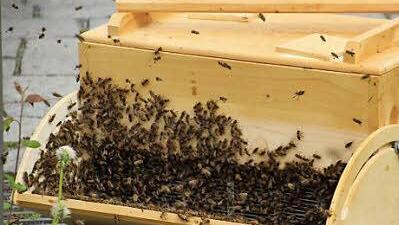 In dieser Kiste hat Karst die Bienen "verstaut".