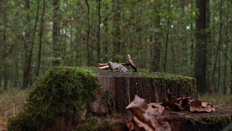 "Sehr mühsam" war die Suche heuer für Pilz-Sammler. Für Steinpilz & Co. war es während der Sommerwochen zu trocken. Foto: Carmen Schmitt