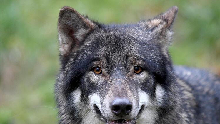 Nachdem vor kurzem im Schwarzwald offenbar ein Wolf eine Schafherde angegriffen und viele Tiere getötet hat, fordern Bauernvertreter schärfere Maßnahmen. Der Wolf galt in Deutschland als ausgestorben, nun werden die Tiere wieder heimisch. Foto: dpa/Carsten Rehde