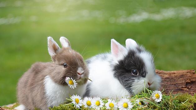 Zwergkaninchen sind in ihrer Haltung anspruchsvoller, als man glaubt.