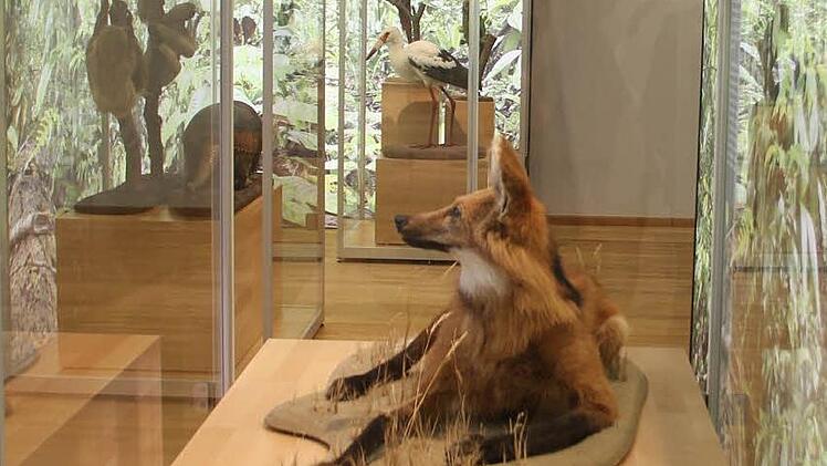 Der neu gestaltete Ausstellungsraum im Altbau des Naturkunde-Museums Coburg.  Foto: Ulrike Nauer
