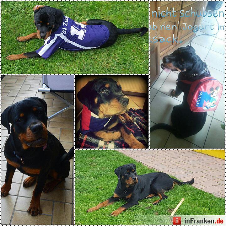 Auf den Hund gekommen: Die schönsten fränkischen Hunde unserer Nutzer