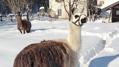 Ganz gemütlich: Schneewanderung mit Lama.