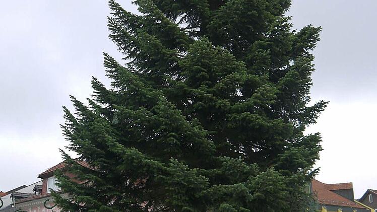 Aufstellung des Neustadter Weihnachtsbaumes Foto: Berthold Köhler