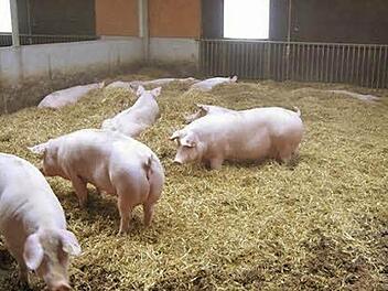 Die Muttersauen sollen - wie es die EU vorschreibt - mehr Platz bekommen. Foto: G. Bauer