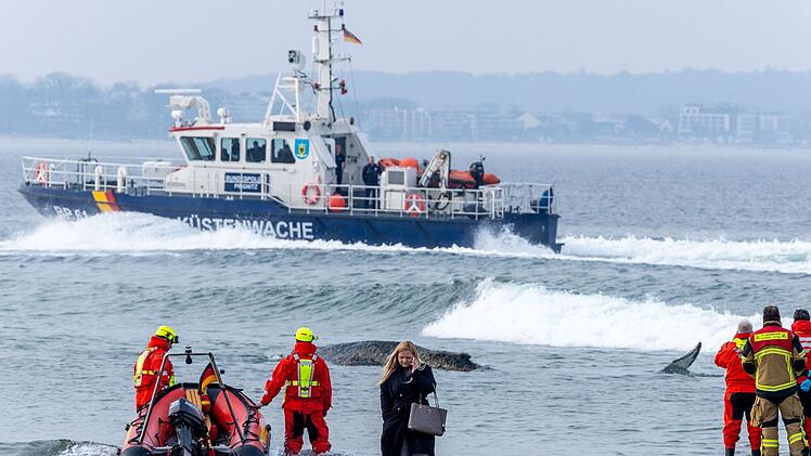 Wal an der Ostseek&uuml;ste gestrandet