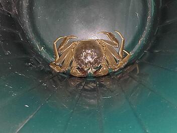 Das ist "Sebastian die Krabbe". Foto: Pressestelle Stadt Erlangen