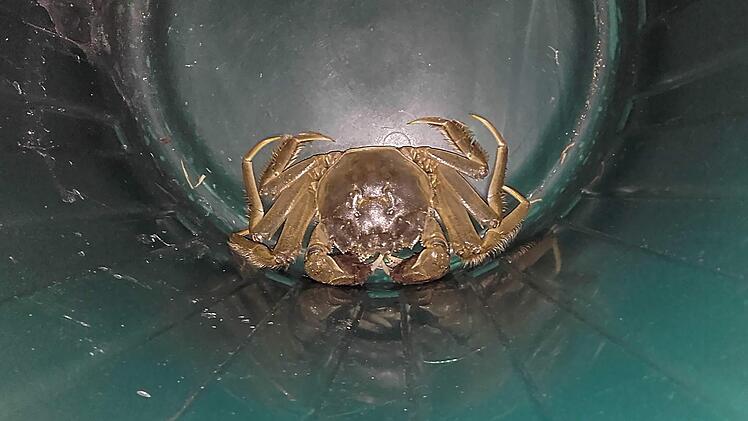 Das ist "Sebastian die Krabbe". Foto: Pressestelle Stadt Erlangen