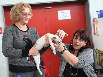 Mit seinen blauen Augen begeisterte Noah die Jury. Foto: Gerda Völk
