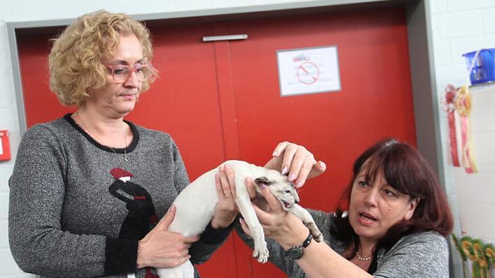 Mit seinen blauen Augen begeisterte Noah die Jury. Foto: Gerda Völk