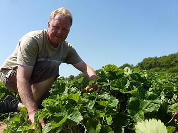 Landwirt Jochen Müller freut sich über den Ertrag des Erdbeerfeldes bei Langendorf. Fotos: Wolfgang Dünnebier