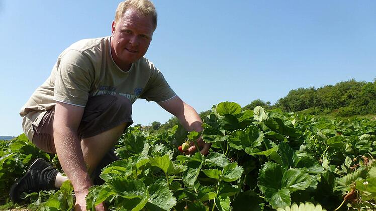 Landwirt Jochen Müller freut sich über den Ertrag des Erdbeerfeldes bei Langendorf. Fotos: Wolfgang Dünnebier