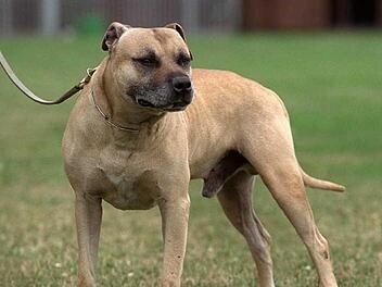 Der American Staffordshire Terrier gilt als gefährlich und darf daher in Bayern praktisch gar nicht gehalten werden.  Foto: CT-Archiv