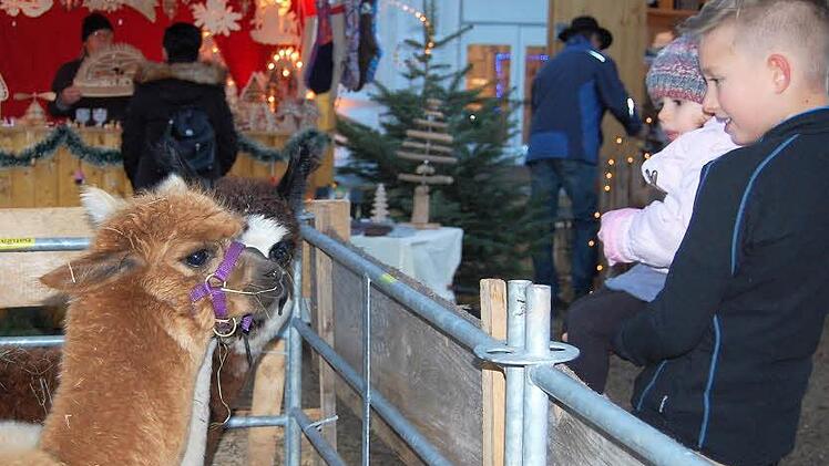 Die Rhön-Alpakas aus Waldfenster lassen sich wieder gern streicheln.  Foto: Sigismund von Dobschütz