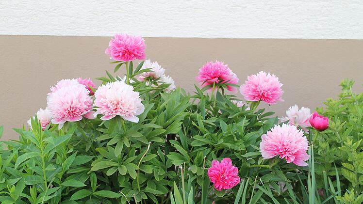 Bauerpfingstrosen stehen jetzt in voller Blüte. Bild: Josef Schröder