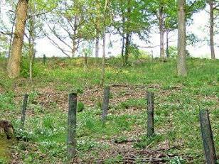 Diese Neupflanzung wird von Netzhüllen geschützt.  Foto: Forstamt