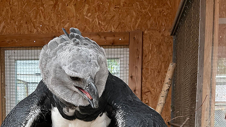 Nürnberg: Greifvogel-Nachwuchs im Tiergarten - Harpyien-Küken geschlüpft