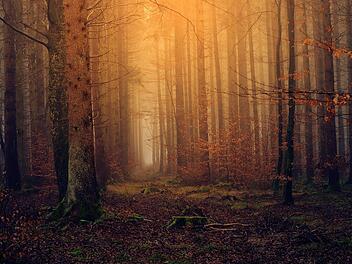 Was darfst du wirklich beim Spaziergang im Wald mitnehmen?