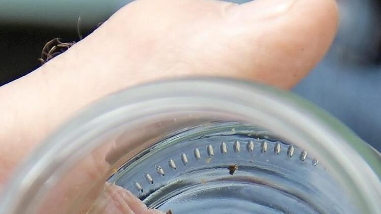 Pollen, den Reinhard Hölzners Bienen gesammelt haben