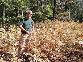 Auf diese Buchen-Naturverjüngung  in einem ehemaligen Kiefernwald war Stadtförster Jörg Mäckler einmal richtig stolz. Jetzt  verdursten die Bäumchen ganz langsam.  Foto: Heike Beudert