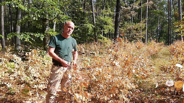 Auf diese Buchen-Naturverjüngung  in einem ehemaligen Kiefernwald war Stadtförster Jörg Mäckler einmal richtig stolz. Jetzt  verdursten die Bäumchen ganz langsam.  Foto: Heike Beudert