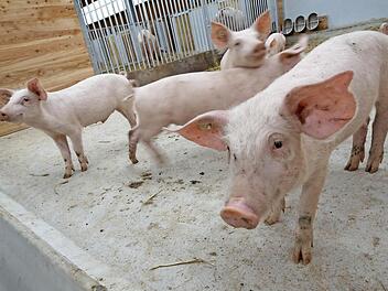 Diese neugierigen Ferkel sind acht bis neun Wochen alt. Fotos: Arkadius Guzy