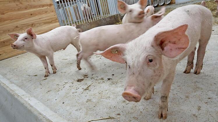 Diese neugierigen Ferkel sind acht bis neun Wochen alt. Fotos: Arkadius Guzy