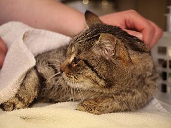 Tierheim Oberndorf: Katze "Smokey" fast blind und gelähmt gefunden - "geben Hoffnung nicht auf"