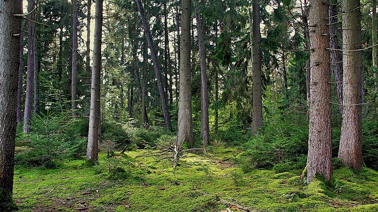 Erlangen: Kurt-Schumacher-Stra&szlig;e halbseitig gesperrt - wegen Forstarbeiten