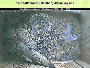 Die Webcam bietet Einblicke in die Kinderstube der Altenburg-Turmfalken. Screenshot