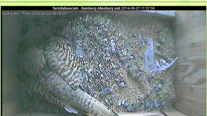 Die Webcam bietet Einblicke in die Kinderstube der Altenburg-Turmfalken. Screenshot