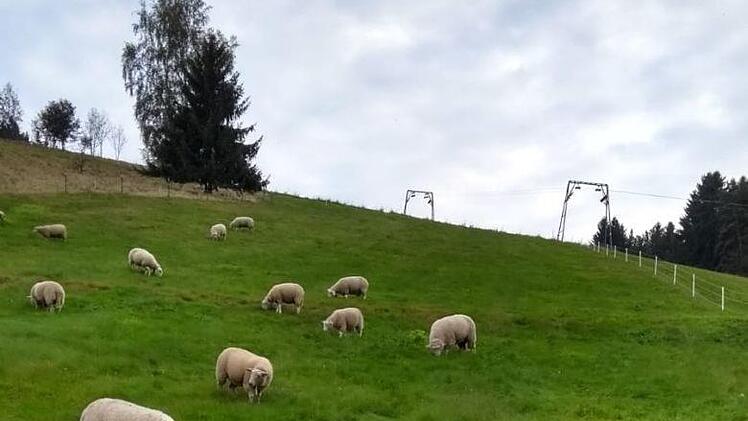 Dort, wo im Winter Ski gefahren wird, grasen im Sommer die Schafe (und Ziegen).Rentsch