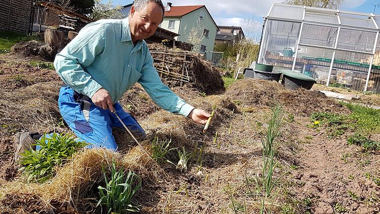 &Uuml;ber Spargel - gr&uuml;n, wei&szlig;, lila - aus dem eigenen Garten freut sich Norbert Schm&auml;ling, sch&ouml;n eingebettet in Mulch und Kompost.