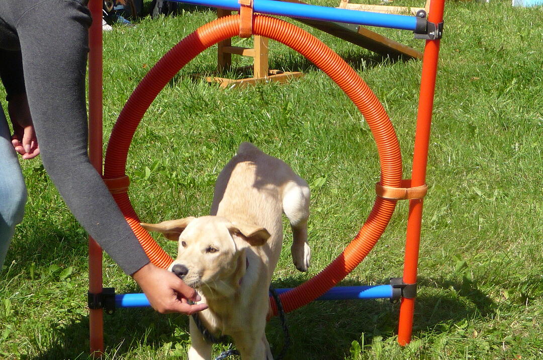 19.8.2017 Tierheimfest Kulmbach