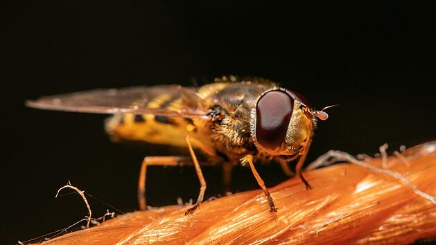 Fruchtfliegen in der Küche: Was nun?