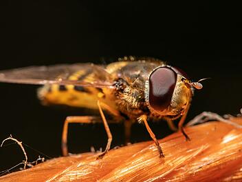 Fruchtfliegen in der Küche: Was nun?
