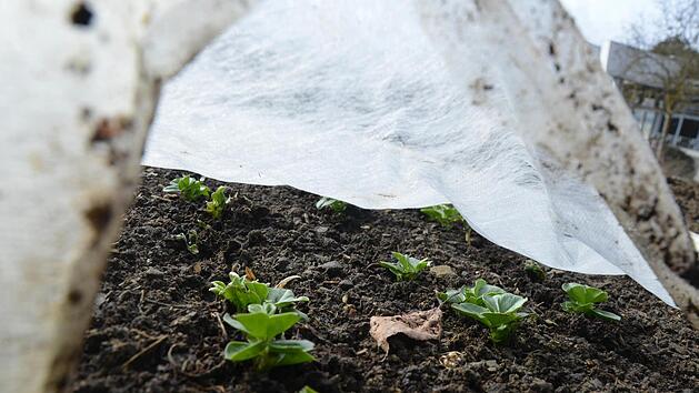 Der Einsatz von Vlies bringt viele Vorteile mit sich. Foto: Lara Meißner