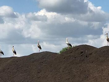 Ungewöhnliche Besucher auf den Kompostierhügeln im Bamberger Hafen: Weißstörche. p.