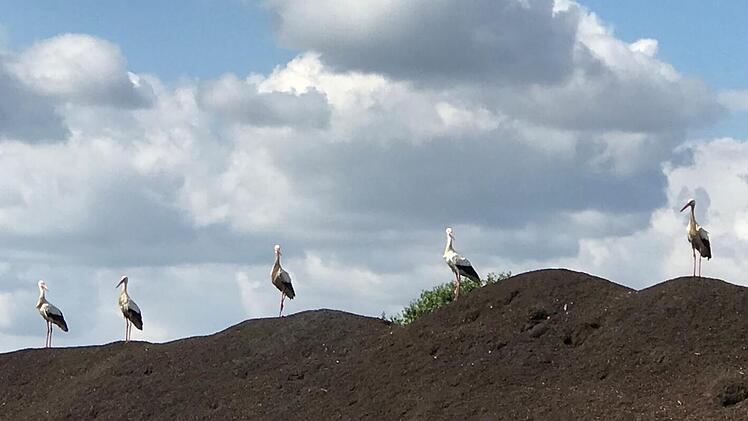 Ungewöhnliche Besucher auf den Kompostierhügeln im Bamberger Hafen: Weißstörche. p.