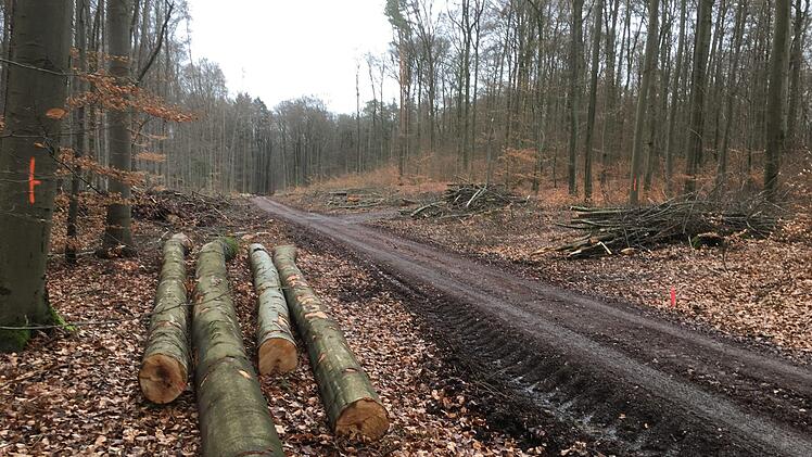Eindrücke von den künftigen Windrad-Standorten im Sulzthaler Wald. Foto: Ralf Ruppert