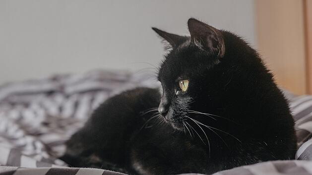 Tierheim Hersbruck ver&auml;rgert: Schwarze Katzen haben es schwerer bei Vermittlung