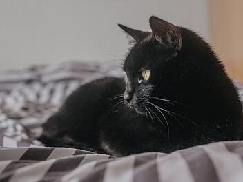 Tierheim Hersbruck verärgert: Schwarze Katzen haben es schwerer bei Vermittlung