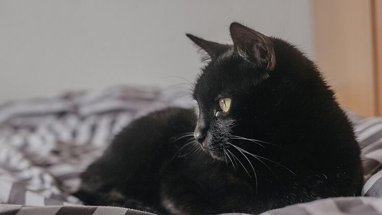 Tierheim Hersbruck verärgert: Schwarze Katzen haben es schwerer bei Vermittlung