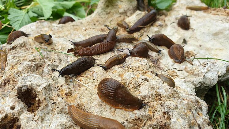 Am Tag verkriechen sich die Schnecken unter Steinen, nachts vertilgen sie junge Gemüsepflanzen und Blumen.