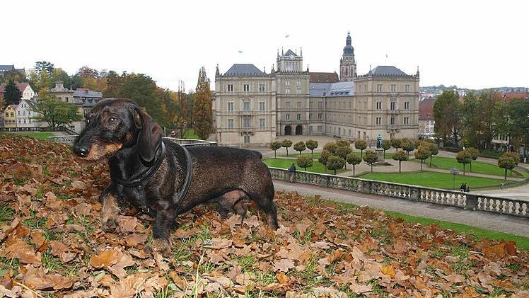 Rauhaardackel Johann (hier auf einem Archivbild) ist an Ostern von einem Golden Retriever &uuml;bel attackiert und gebissen worden. Seine Besitzerin, Stadtr&auml;tin Petra Schneider, m&ouml;chte nun f&uuml;r die Innenstadt einen allgemeinen Leinenzwang. Foto: Christoph Winter