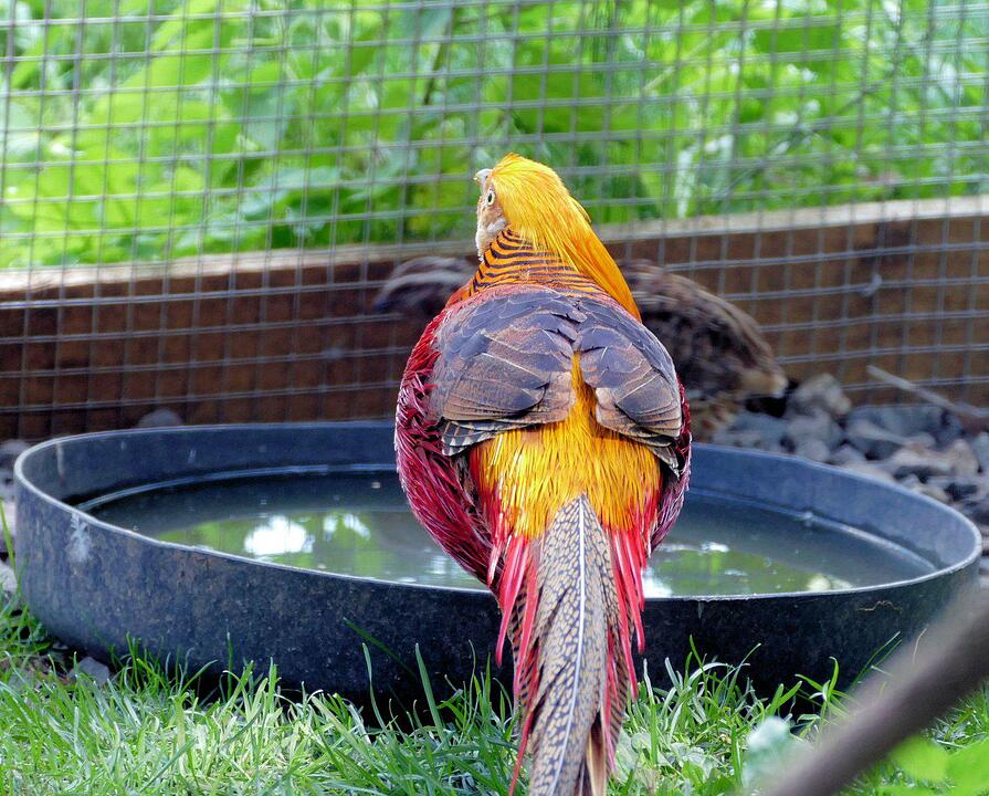 Ein Besuch im Wildtierpark Schloss Tambach. Danke an inFrankenPix-Nutzer herzolife!