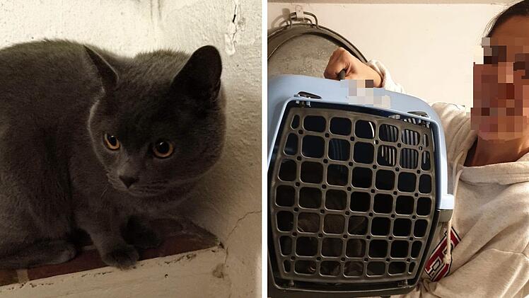 Aus Wohnung in Aschaffenburg entkommen: Kater in Franken hatte Gl&uuml;ck