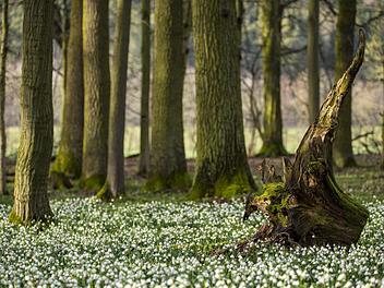 Jetzt blühen die Märzenbecher in der Rhön. Foto: Jürgen Hüfner
