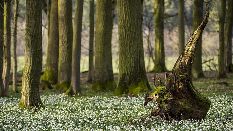 Jetzt blühen die Märzenbecher in der Rhön. Foto: Jürgen Hüfner